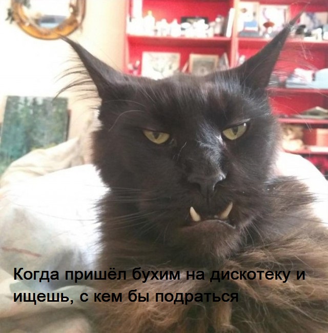 Картинки и мемы для настроения