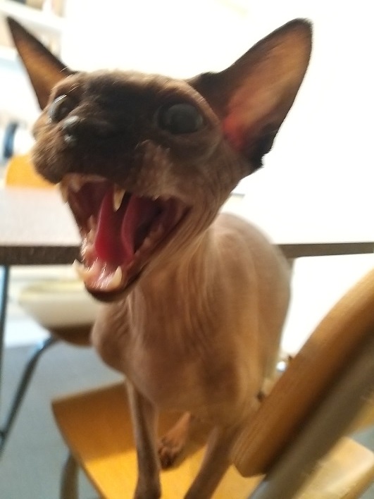 Котовторник 28.09.21