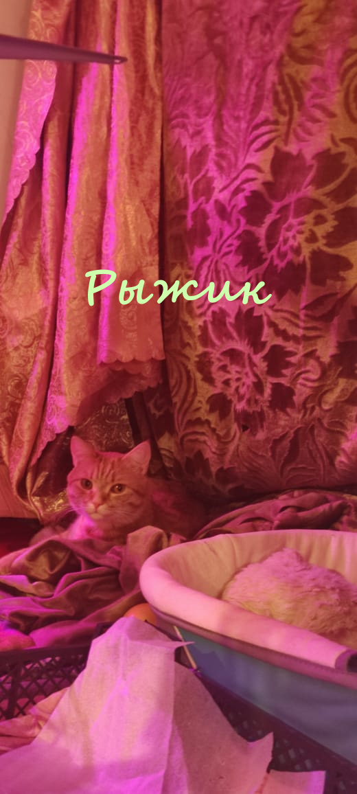 Жизнь домашнего приюта "Котоленд" 323