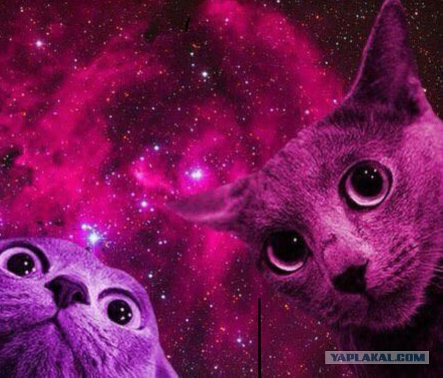 Котики в беде