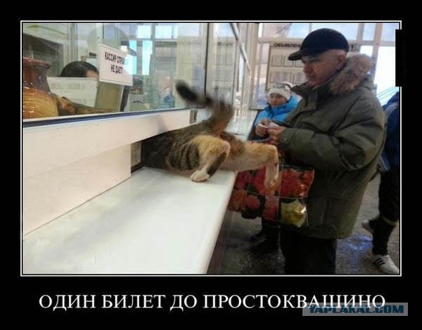 Наказали кота за собственные тапки!