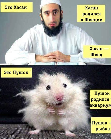 Акция с сожжением Торы и Библии в Стокгольме получила неожиданный поворот