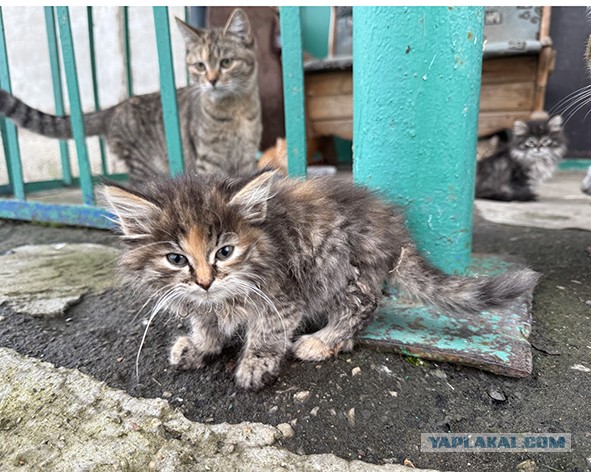 А не нужно ли кому котят?