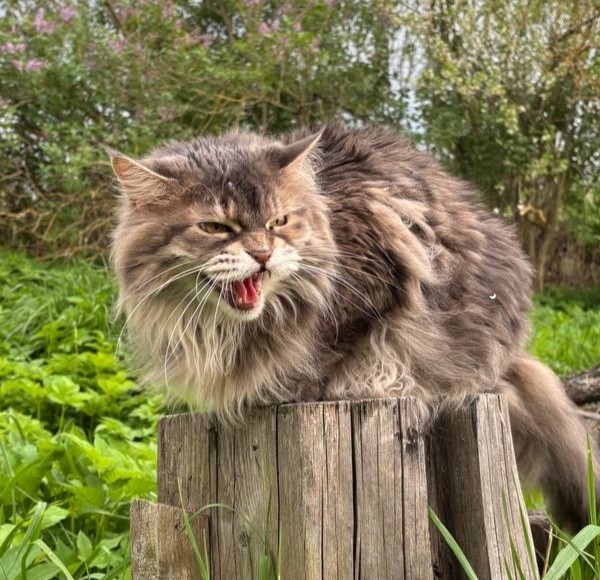 Котовторник. Зифи