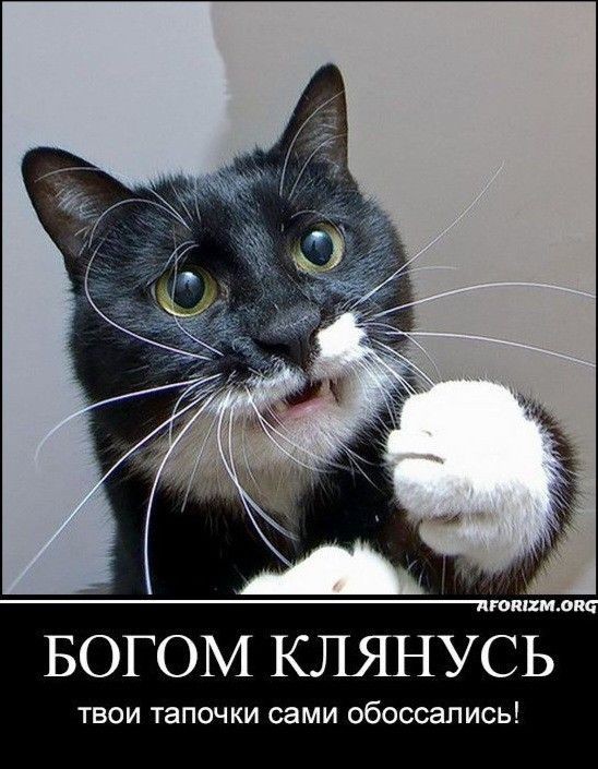 Что этот кожаный себе позволяет?
