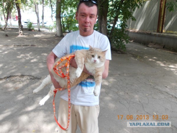 Котовторник 8.10.2013
