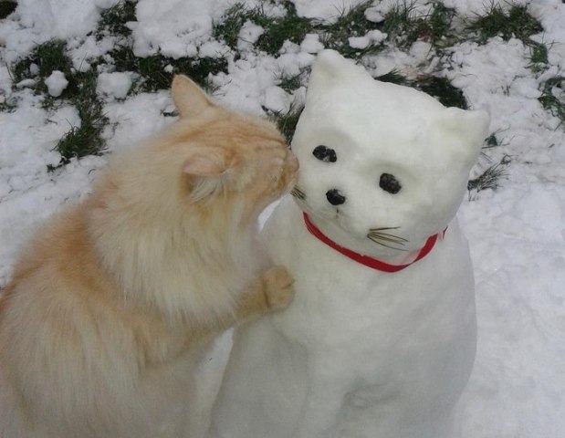 Польза от котов