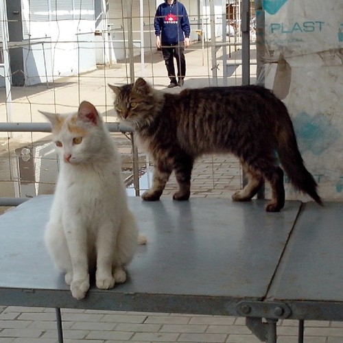 Котовторник 6.05.2014