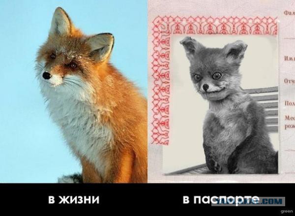 Картинки
