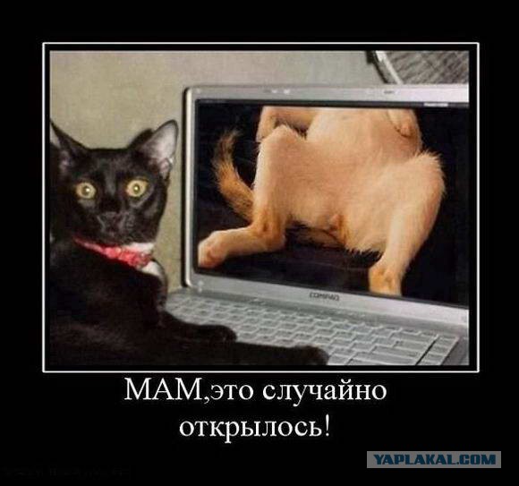 Опять небось на голых девок любуешься в интернете