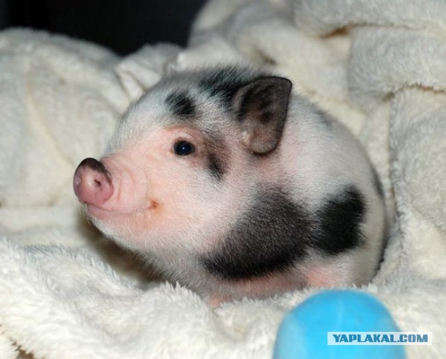 Плюсомет со шпалометом