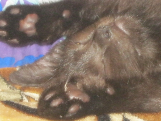 Котовторник 09.09.2014