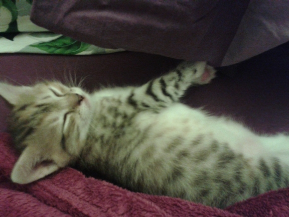 Котовторник 21.10.2014