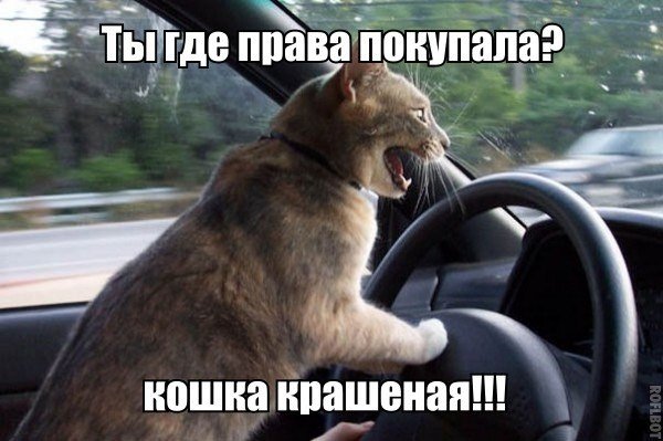 20 самых известных котов в интернете.