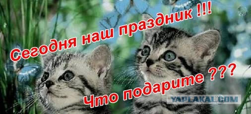 День кошек в России