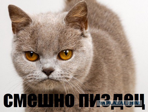 Набор ЯПовца!