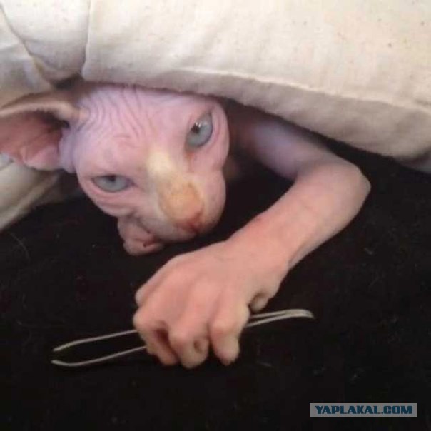 Вторничные картинки