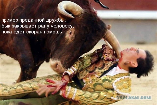 Иногда торреодоры проигрывают