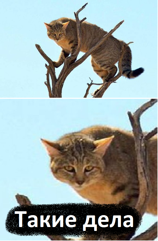 Невероятный прыжок позволил кошке