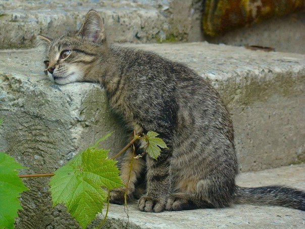 Встретил унылого кота