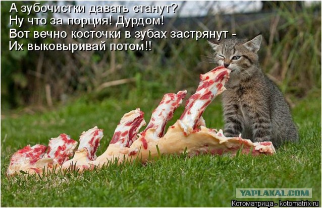 Прикольные коты