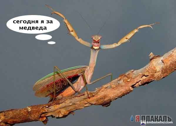 Превед медвед!