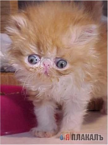 Коты, кошки, котята