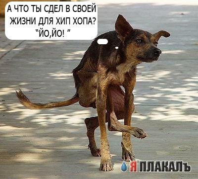 СОБАКИ и ЩЕНКИ. Все про собак!
