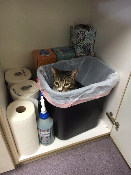 Котовторник 15.03