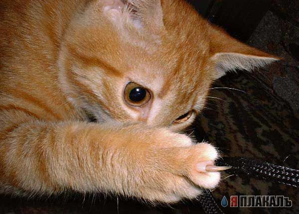 Коты, кошки, котята
