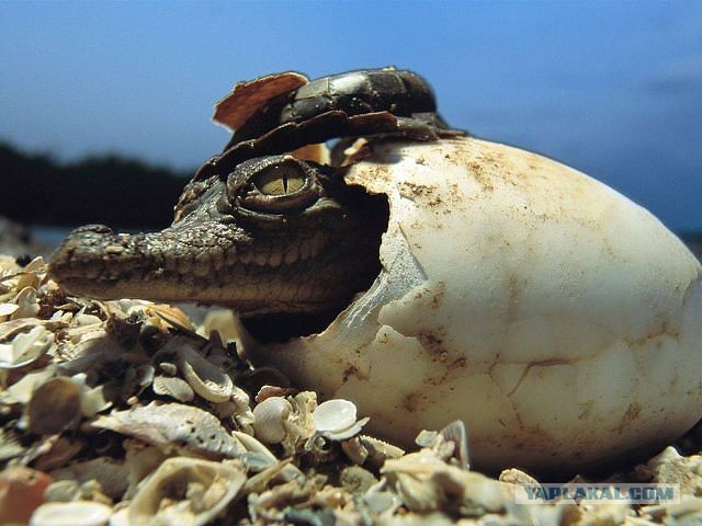 Скоро во всех гнёздах страны!... и не только