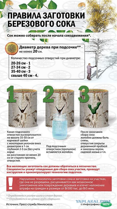 Как я березовый сок собирал или польза и развлечение