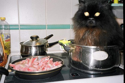 Котомет на вторник!