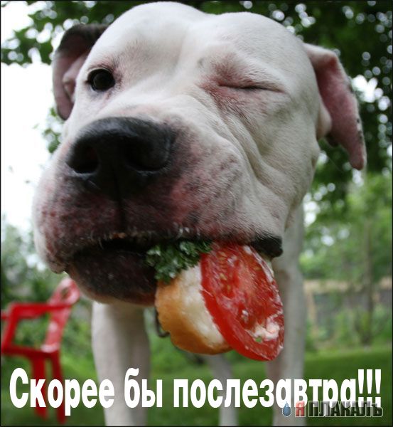 СОБАКИ и ЩЕНКИ. Все про собак!