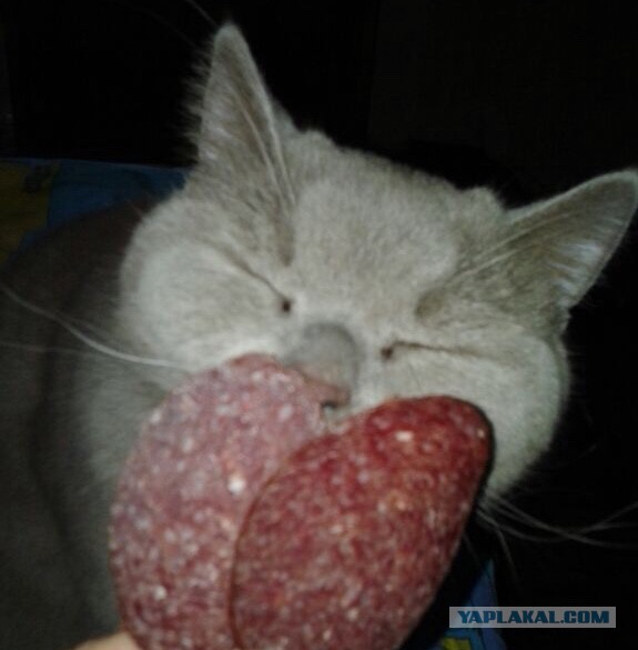 Коты, которые пытались что-то украсть
