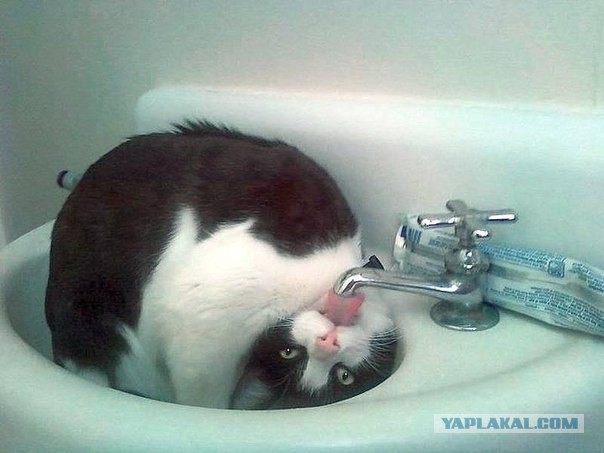 Котовторник 07.06.2016