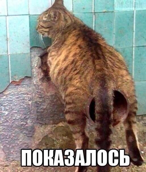 Несколько фот из сети