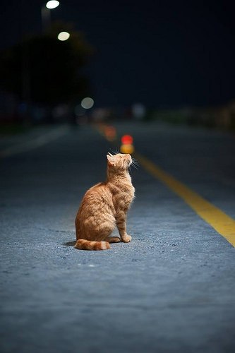 Прикольные животные