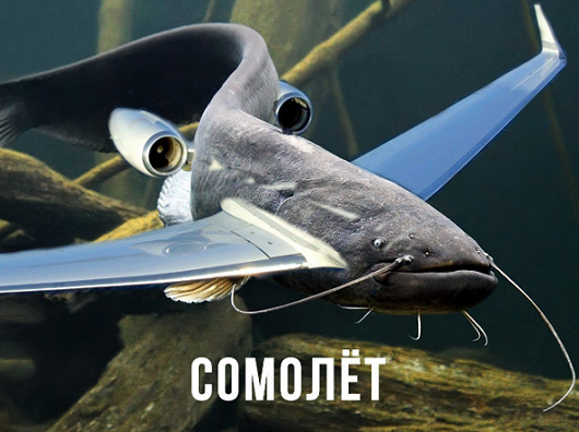 Сборище абсурда