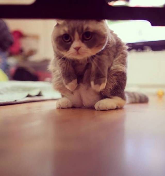 Коты из сети