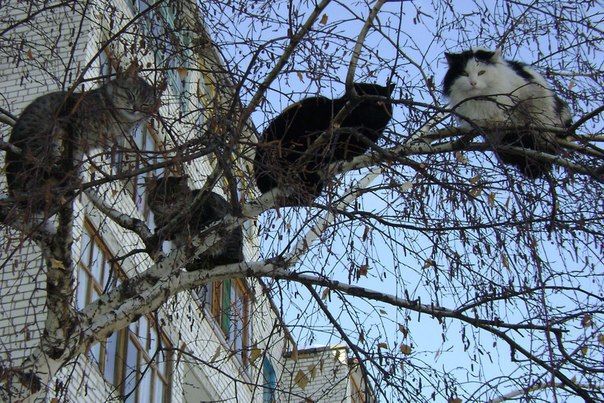 Коты и Кошки