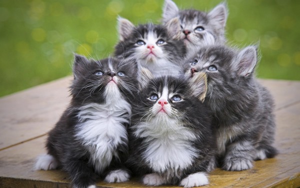 Коты и Кошки