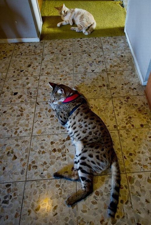 Коты и Кошки