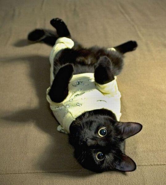 Коты и Кошки