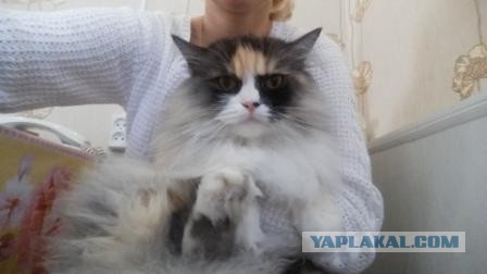 Котовторник  25.07.2017