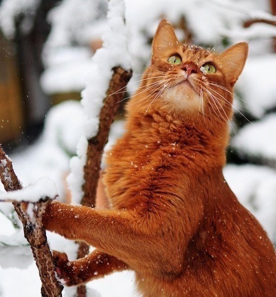 Коты и Кошки