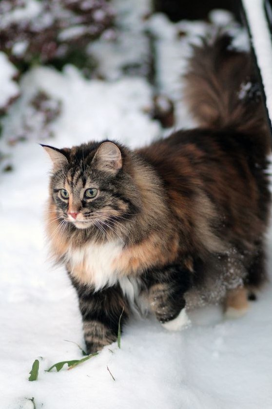 Коты и Кошки