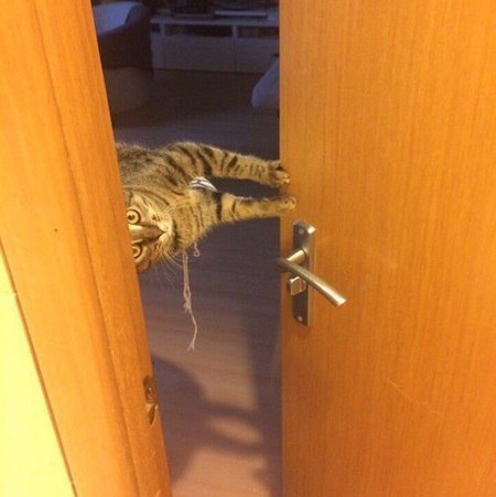Прикольных котов пост