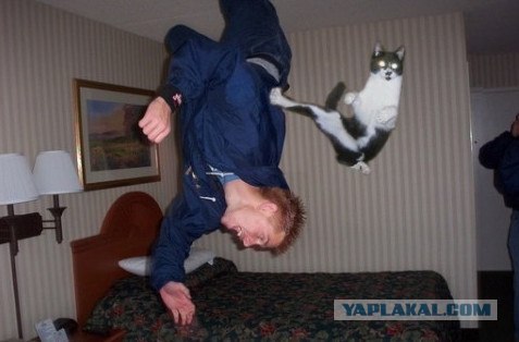 кошаки