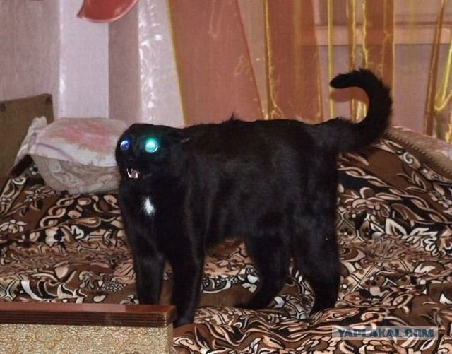Котовторник ужасов (36 фот)